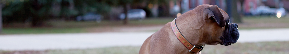 Dog Collars